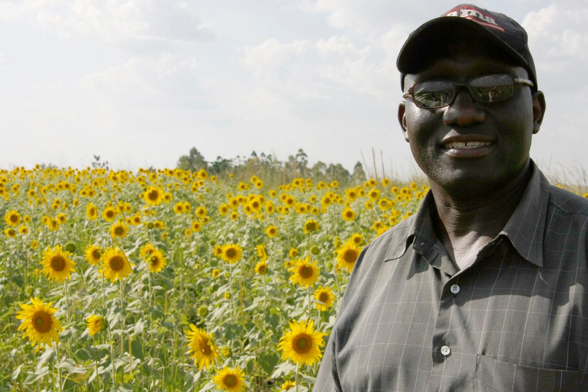 A sunflower field supporting the local economy in Uganda